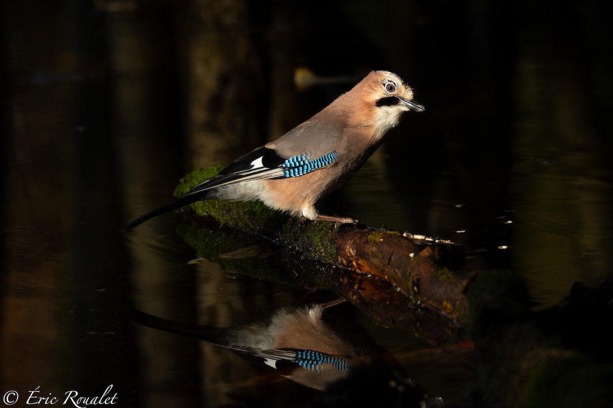 Eurasian Jay (Eurasian) - ML306618821