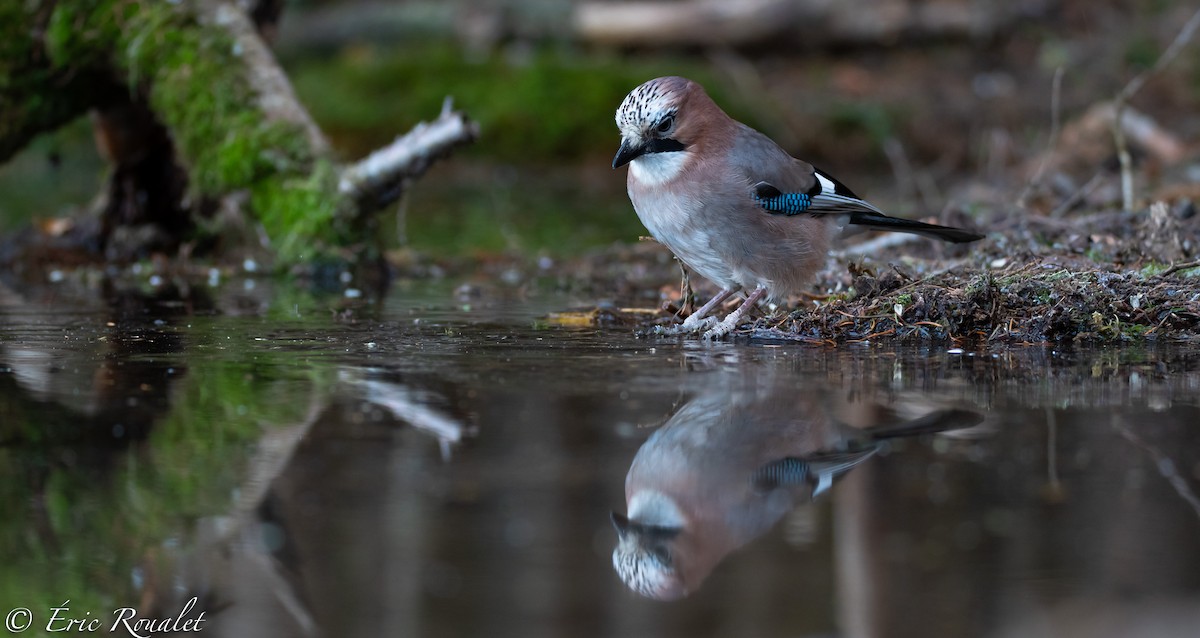 Eurasian Jay - ML306620921