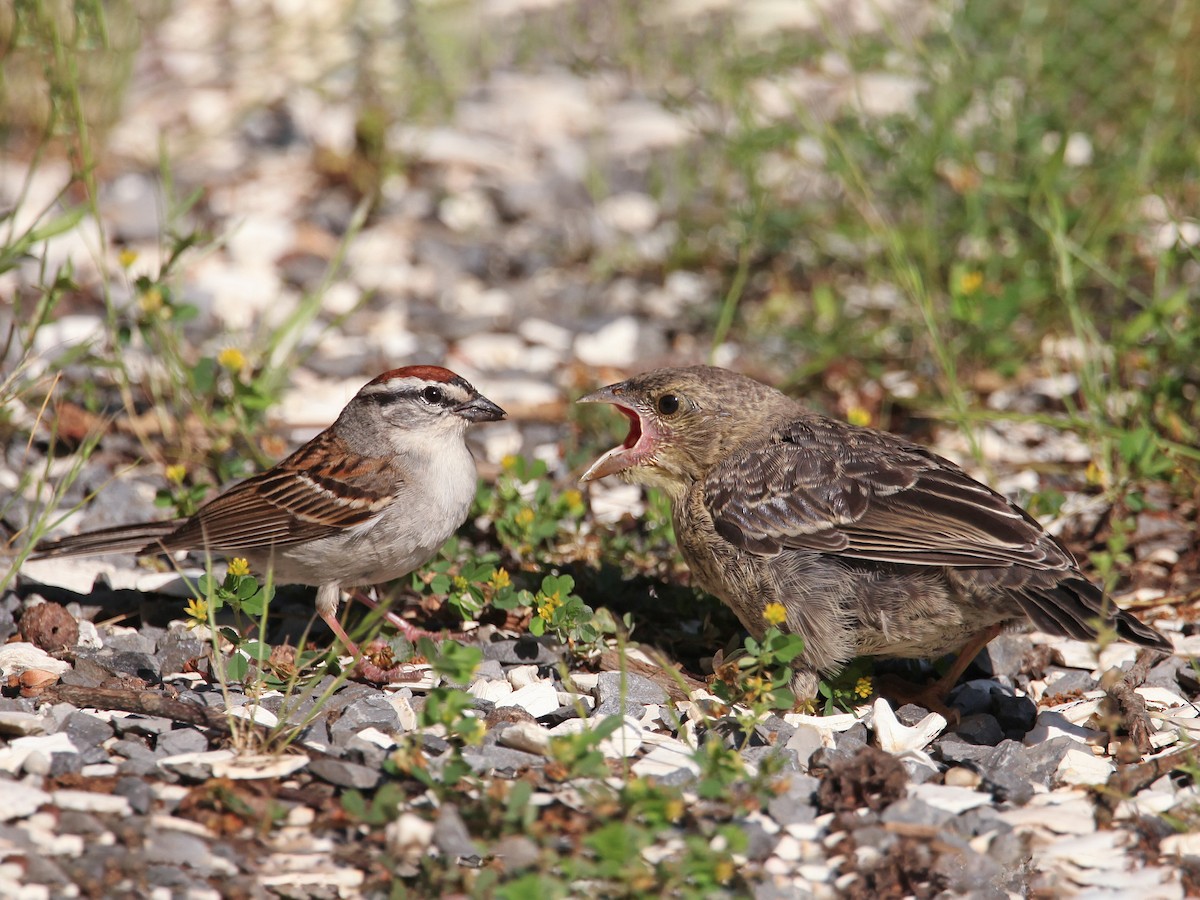Juvenile (with Chipping Sparrow)