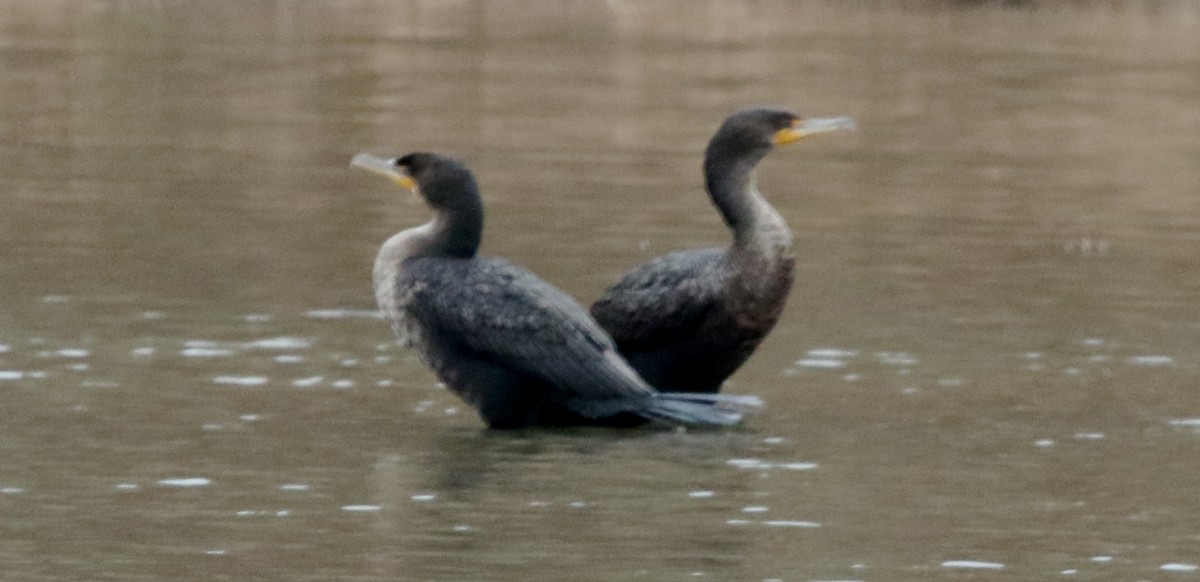 Double-crested Cormorant - ML306623021