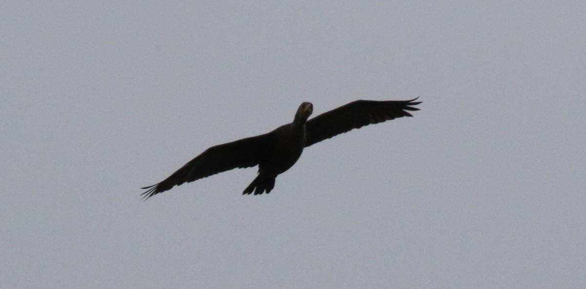 Double-crested Cormorant - ML306623031
