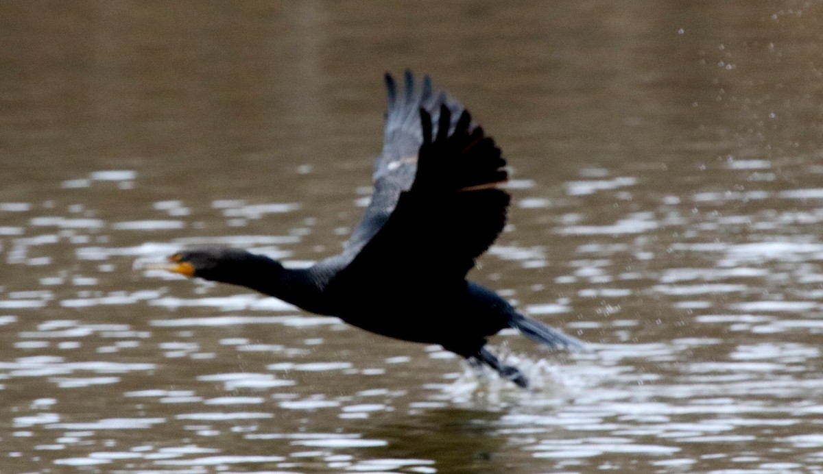 Double-crested Cormorant - ML306623071