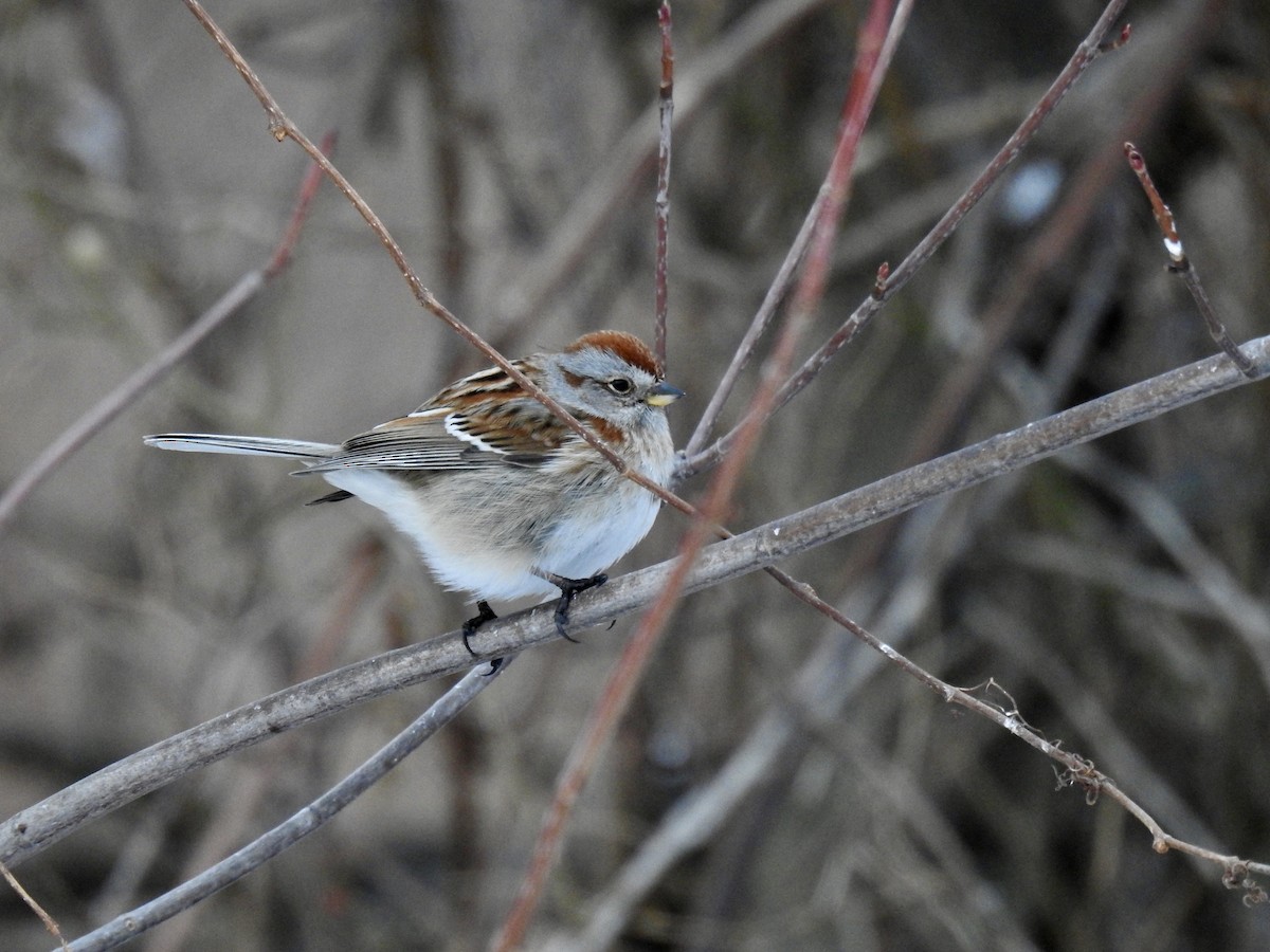 American Tree Sparrow - ML306623121