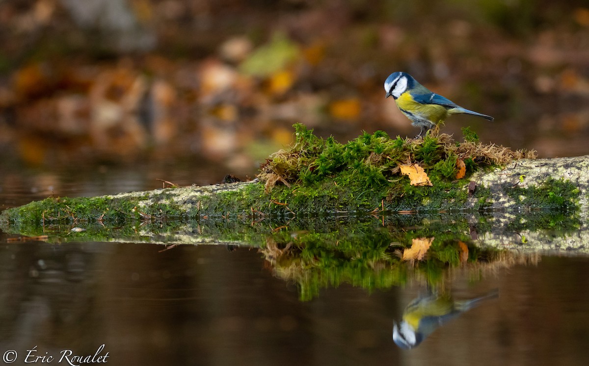 Eurasian Blue Tit - ML306623941