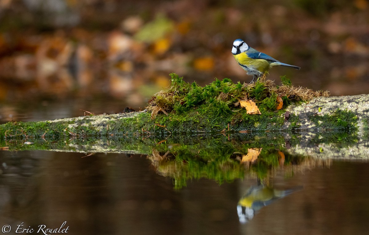 Eurasian Blue Tit - ML306623961