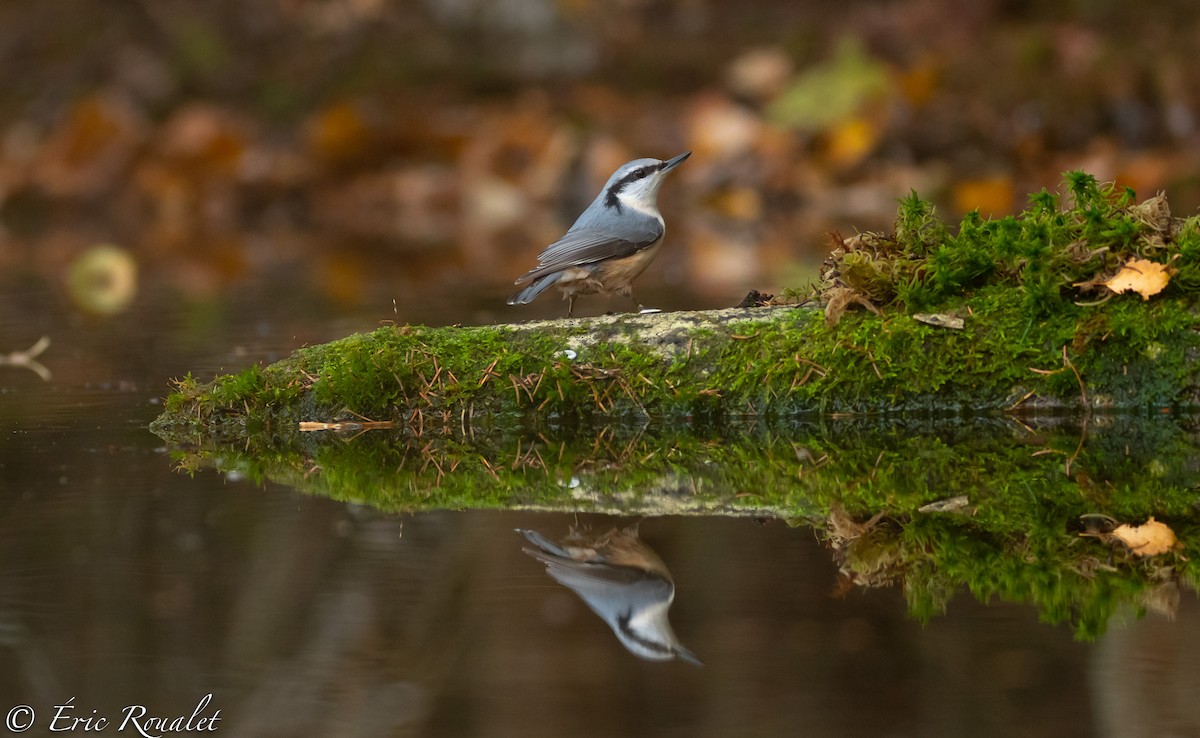 Eurasian Nuthatch (Western) - ML306624201