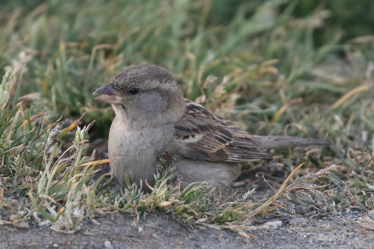 House Sparrow - Roly Pitts