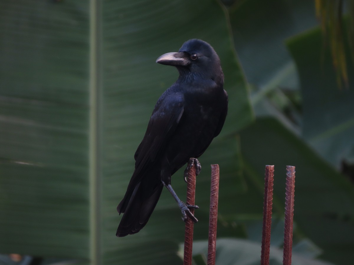 Large-billed Crow - ML306627911