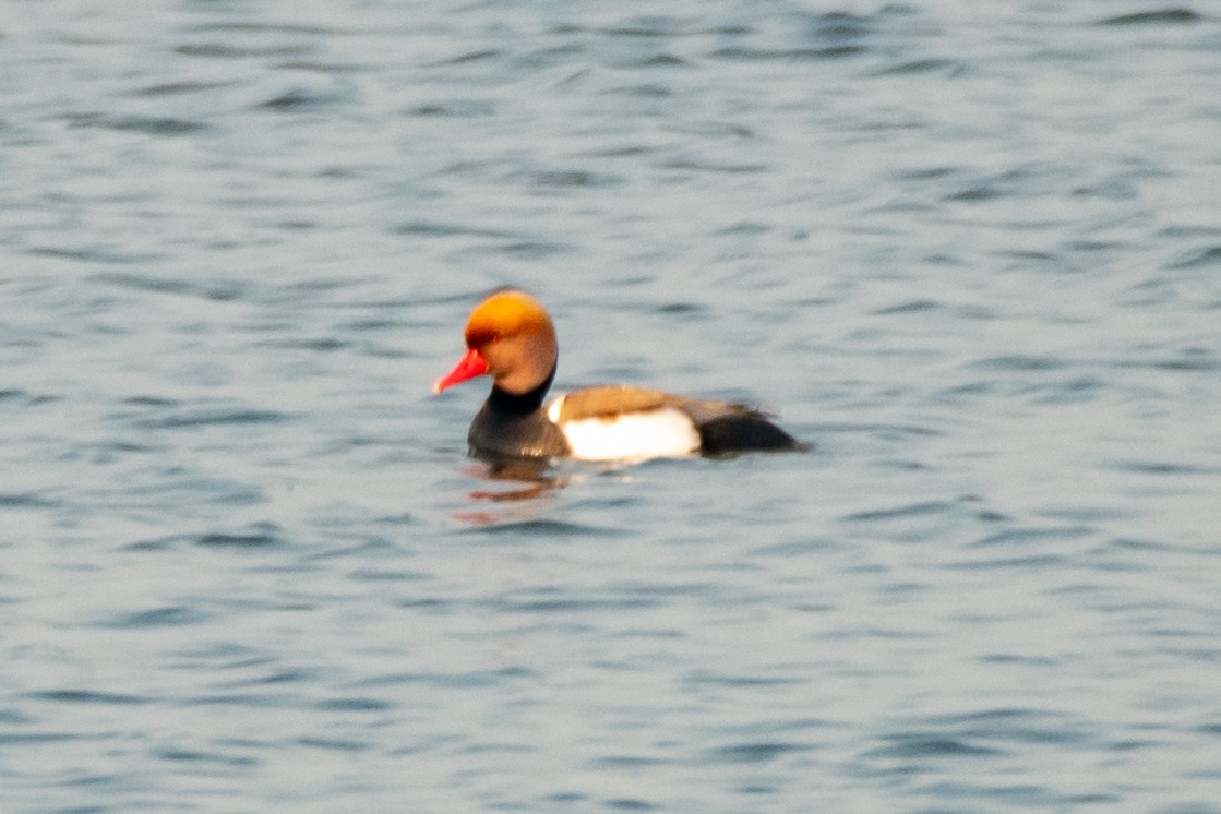 Red-crested Pochard - ML306628371