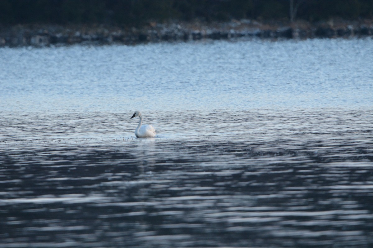 Tundra Swan - ML306628391