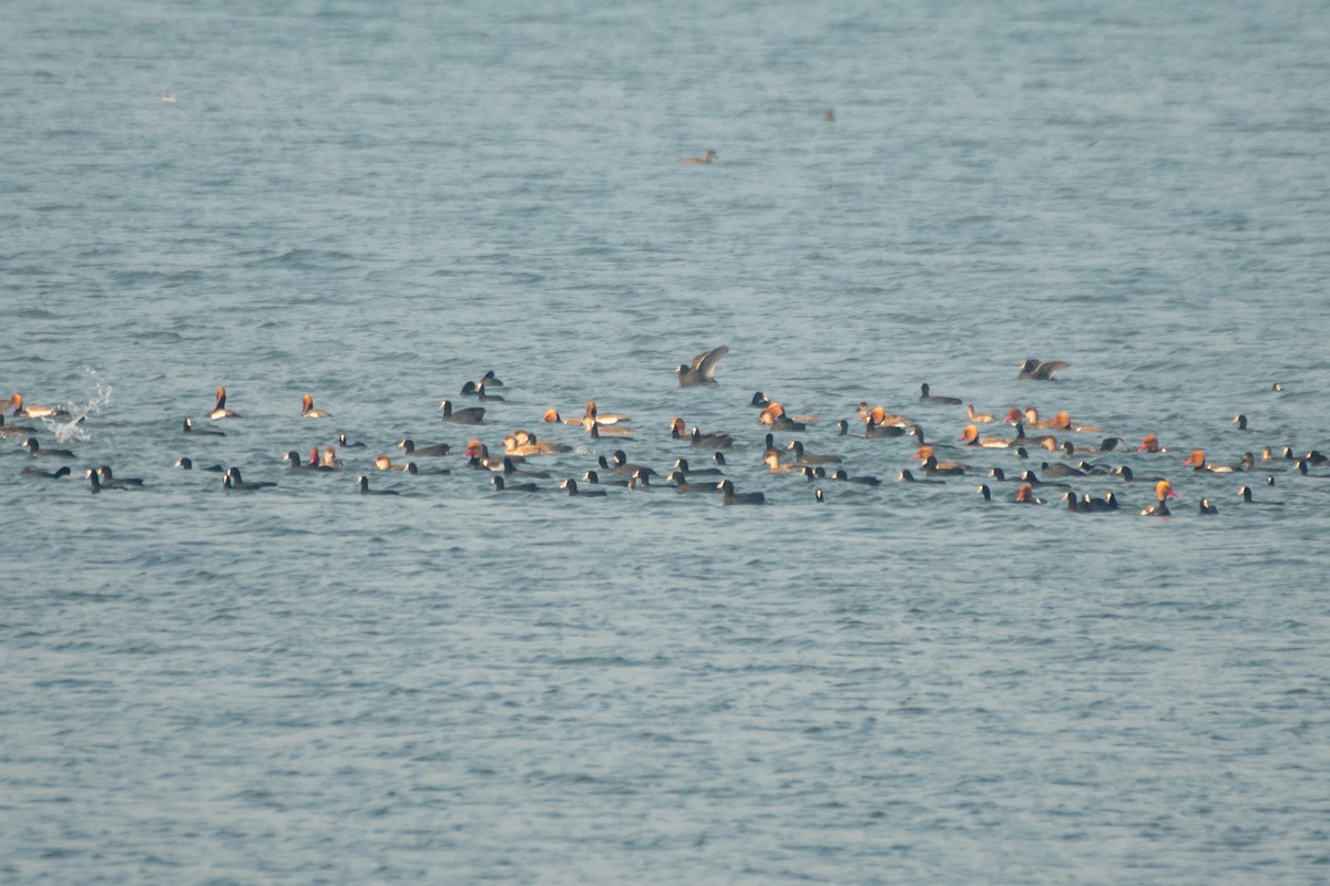 Red-crested Pochard - ML306628401