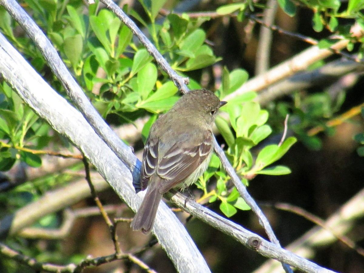 Hammond's Flycatcher - ML30662891