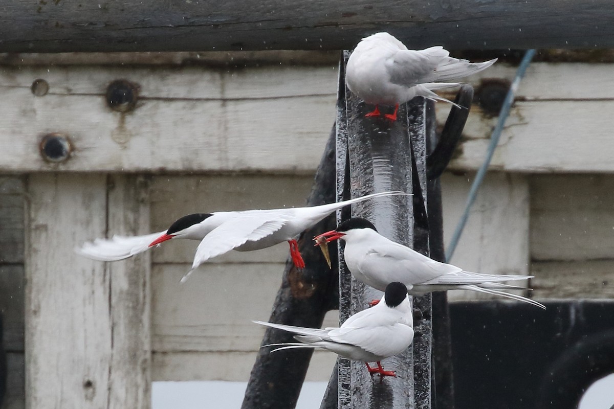 South American Tern - ML306630811