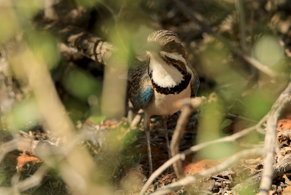 Long-tailed Ground-Roller - J. Christopher Haney