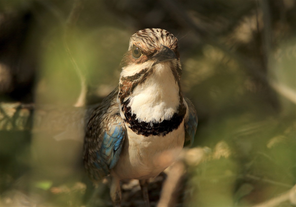 Long-tailed Ground-Roller - J. Christopher Haney