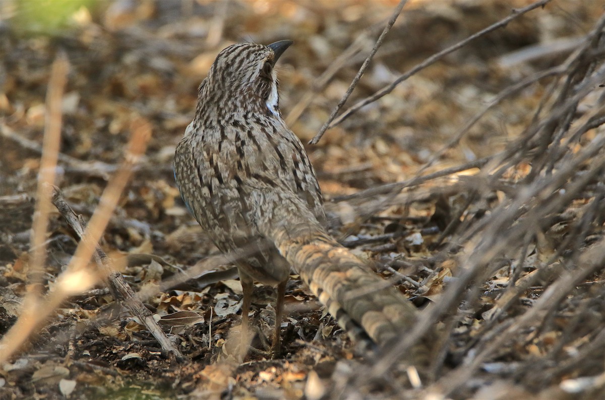 Long-tailed Ground-Roller - J. Christopher Haney