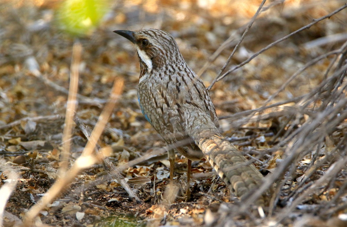 Long-tailed Ground-Roller - J. Christopher Haney