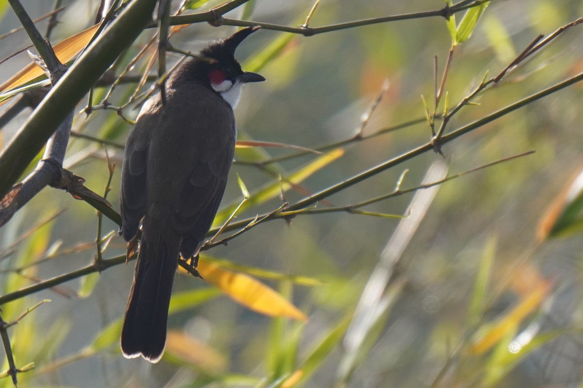 Red-whiskered Bulbul - ML306632301