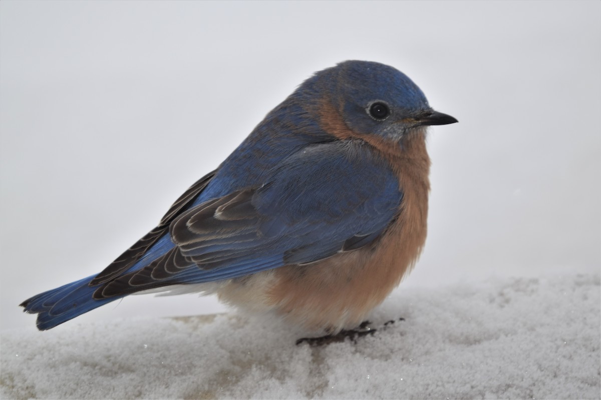 Eastern Bluebird - ML306635661