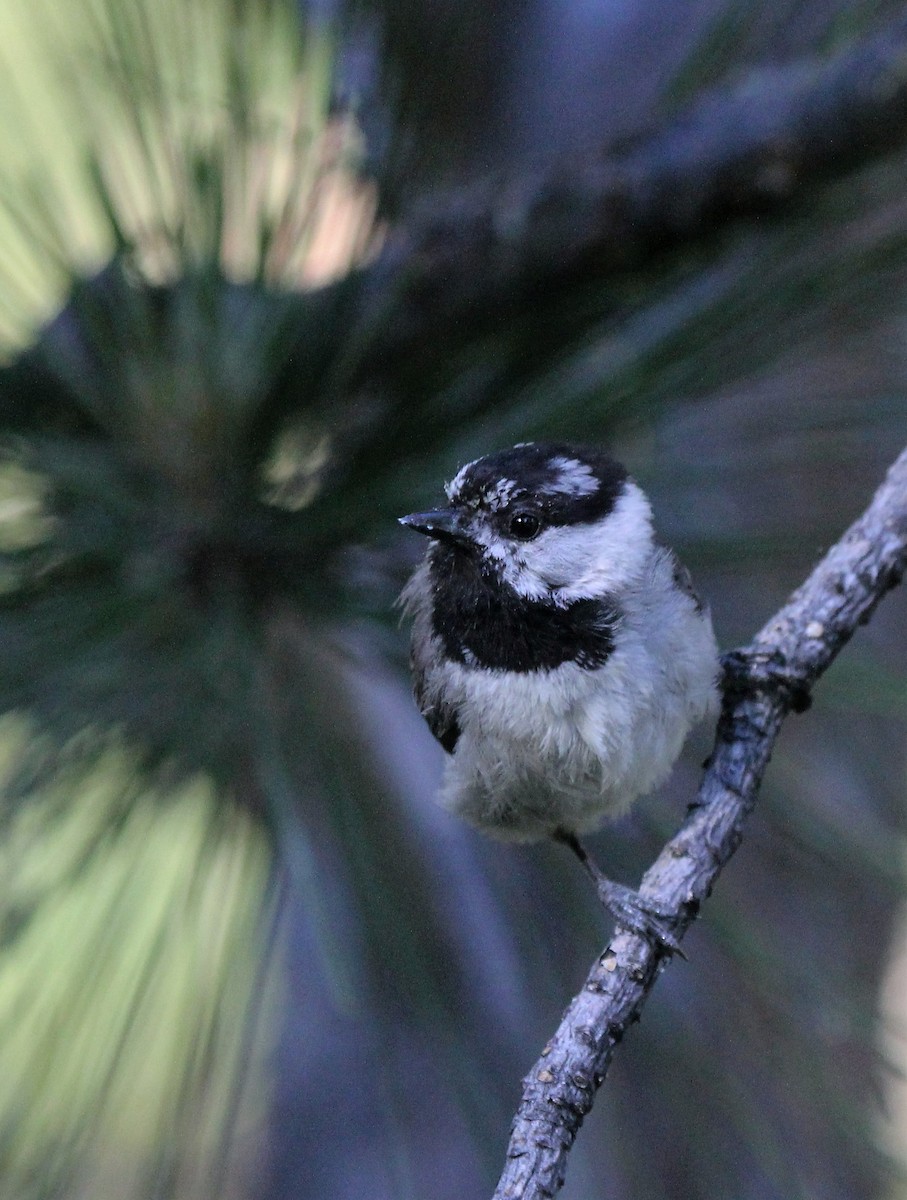 Mountain Chickadee - ML30663761