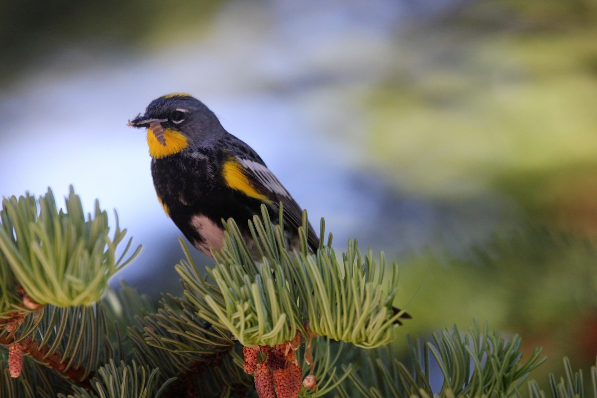 Yellow-rumped Warbler (Audubon's) - Robert Keiffer
