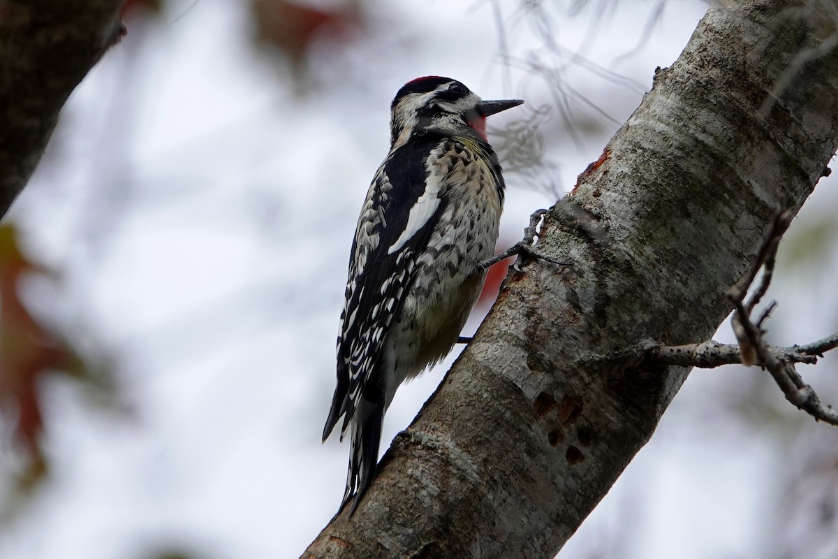 נקר צהוב-בטן - ML306641501