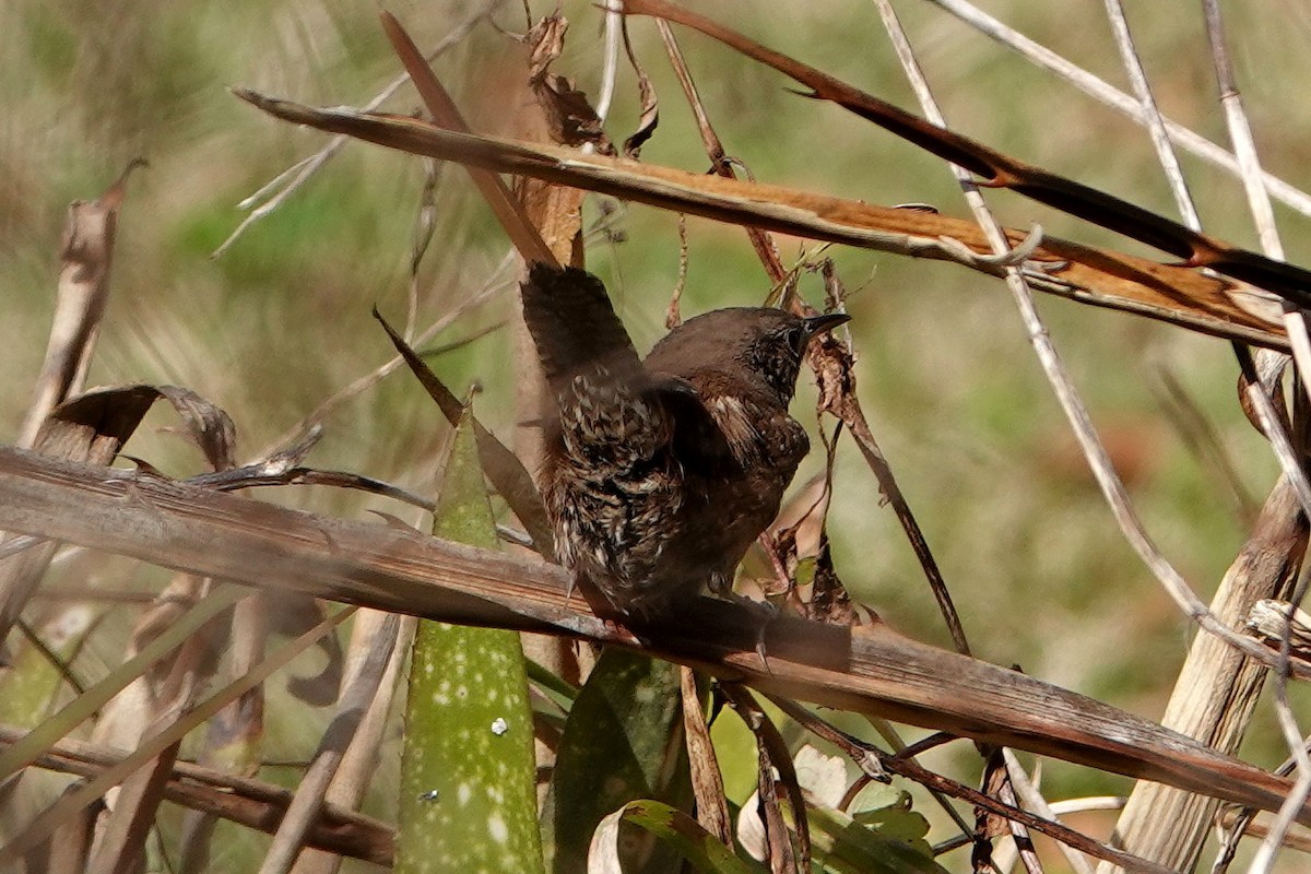 Northern House Wren - ML306641541