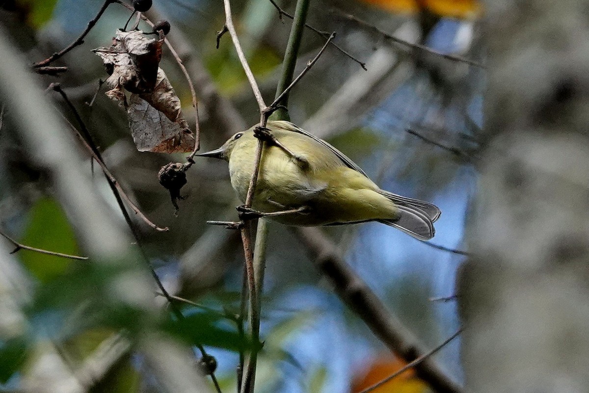Orange-crowned Warbler - ML306641721