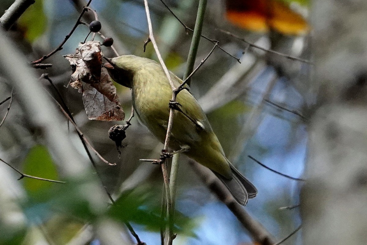 Orange-crowned Warbler - ML306641751