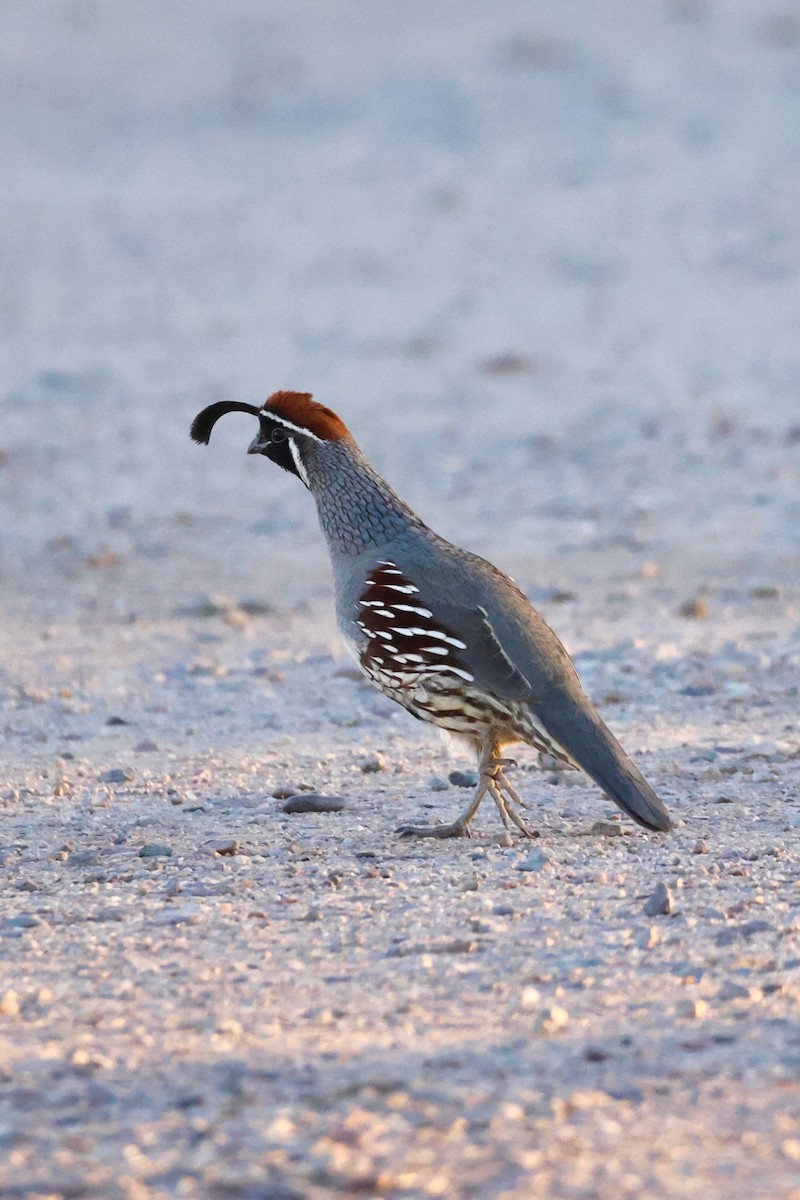 Gambel's Quail - ML306642651