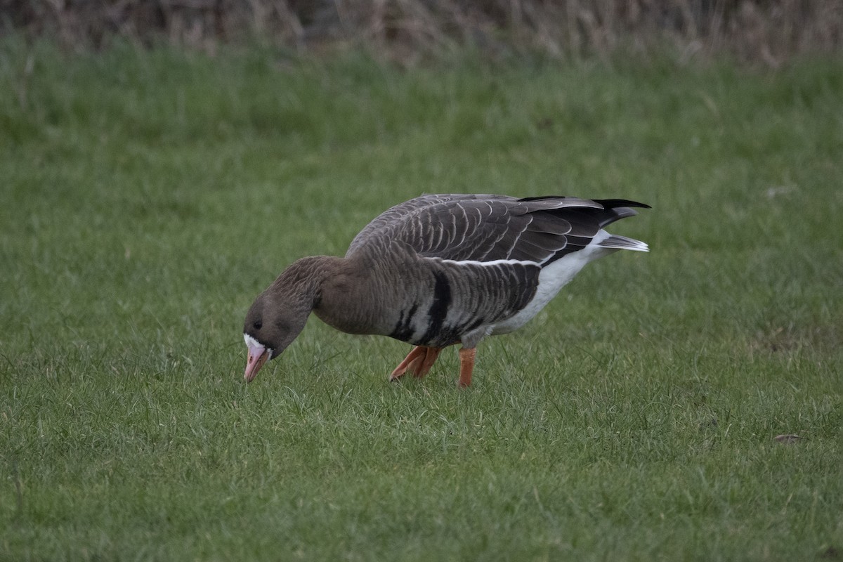 Greater White-fronted Goose - Mandy Wimsett