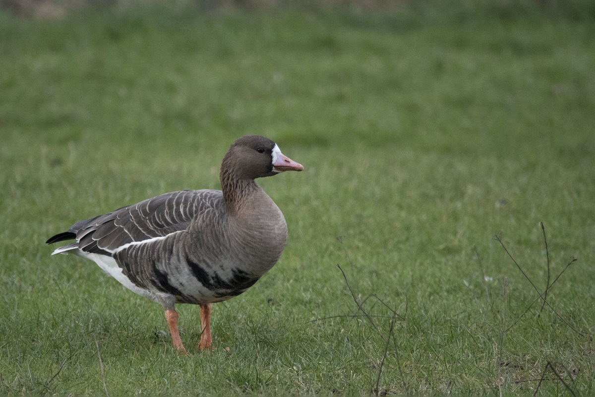 Greater White-fronted Goose - ML306642841