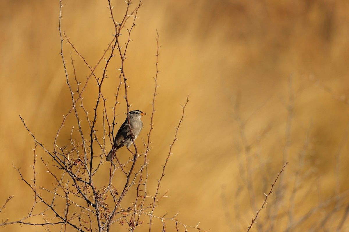 White-crowned Sparrow - ML306643111