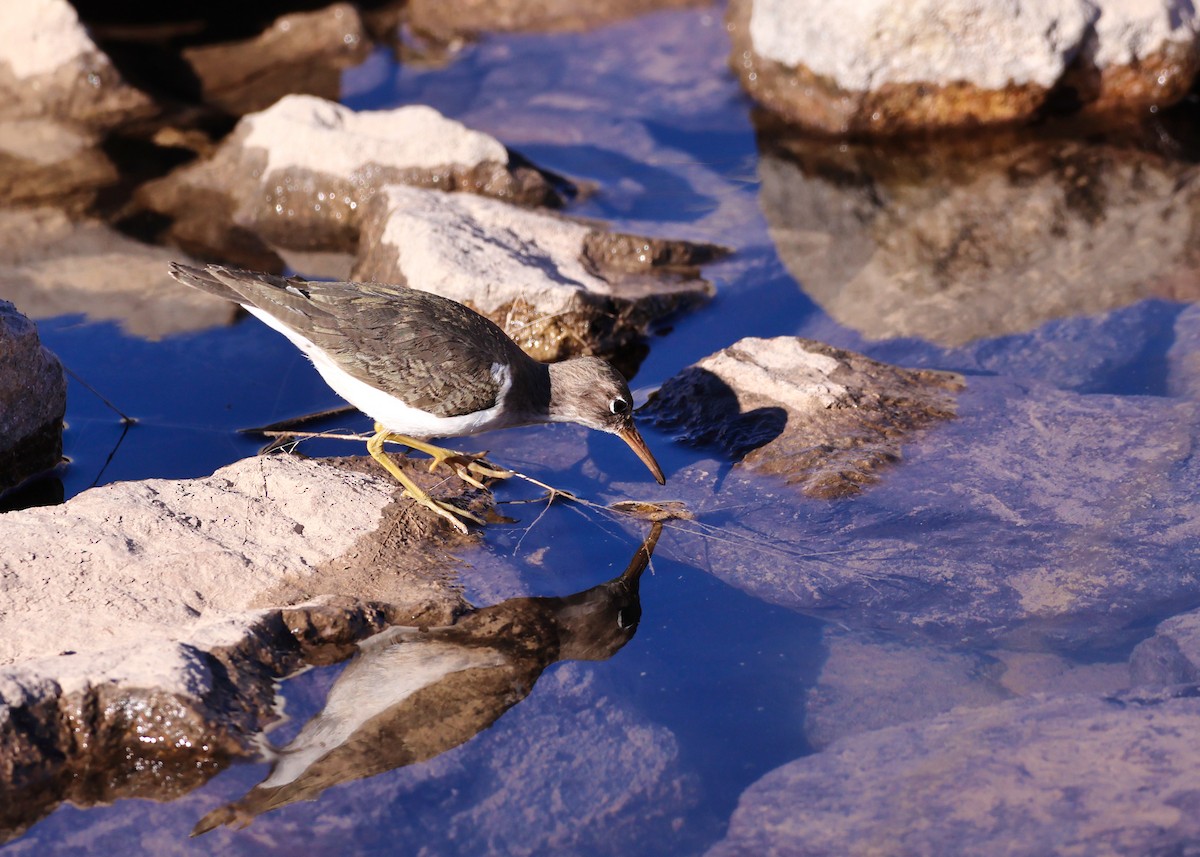 Spotted Sandpiper - ML306643361