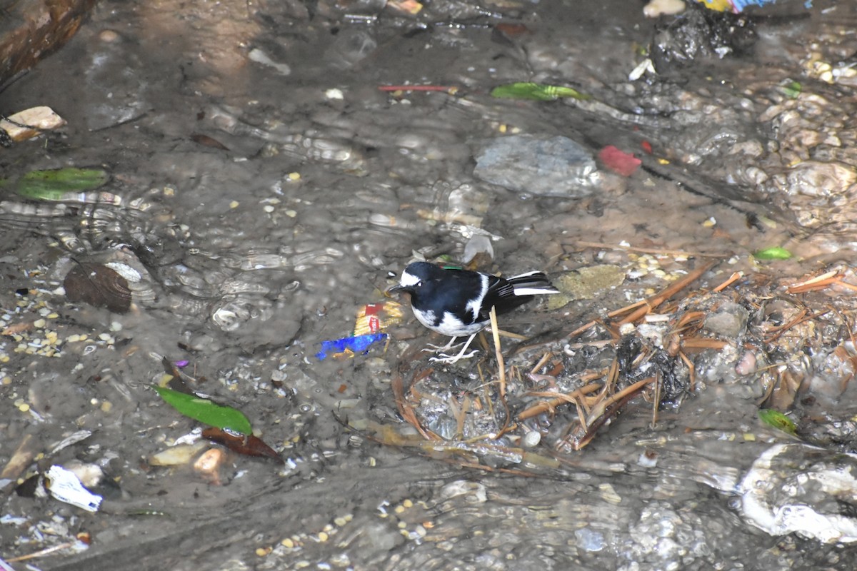 Little Forktail - ML306643411
