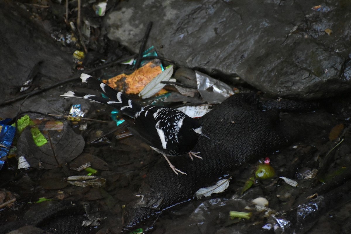 Spotted Forktail - ML306643581