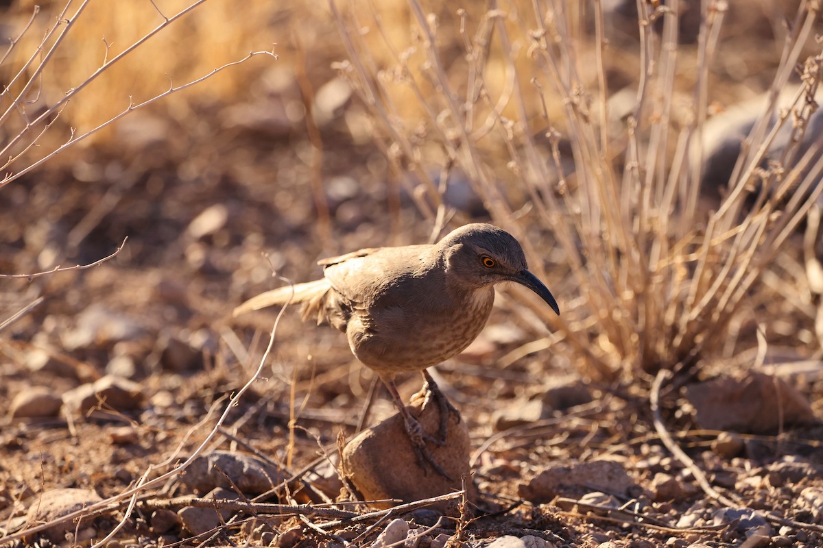 Curve-billed Thrasher - ML306643611