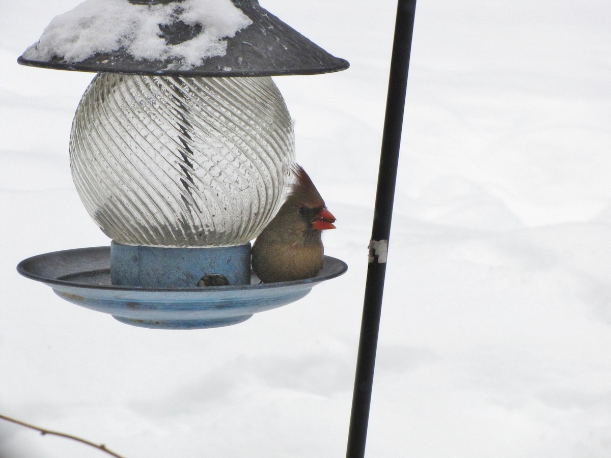 Northern Cardinal - Suzanne Maillé COHL