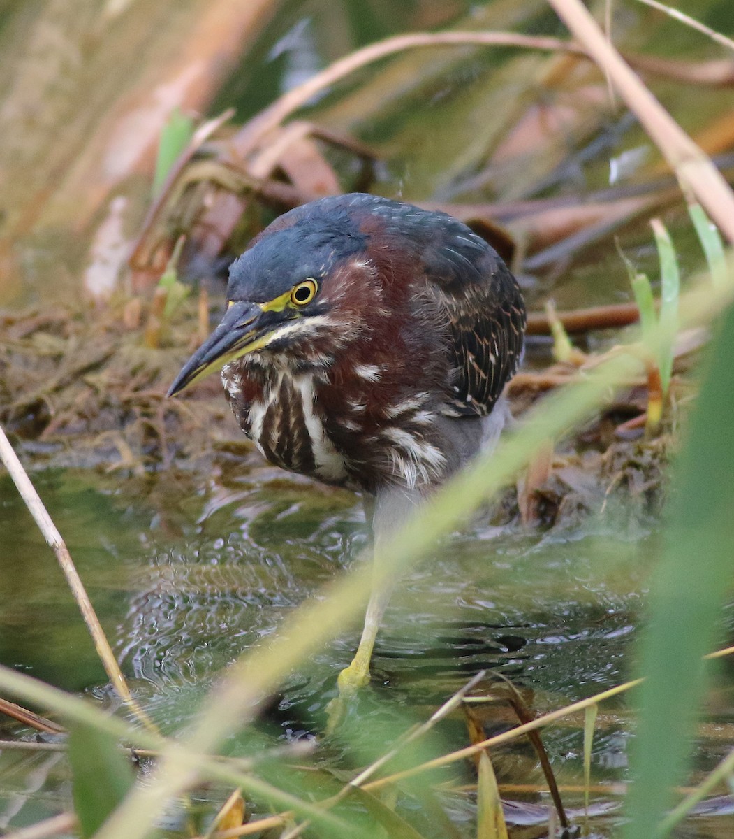 Green Heron - ML306645491