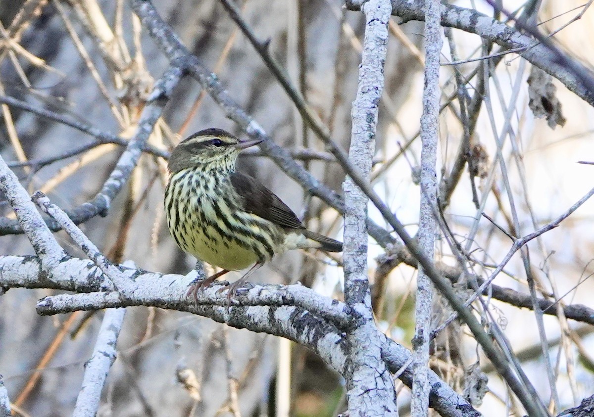 Northern Waterthrush - John Callender