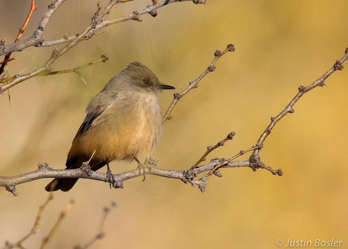 Say's Phoebe - ML306646981