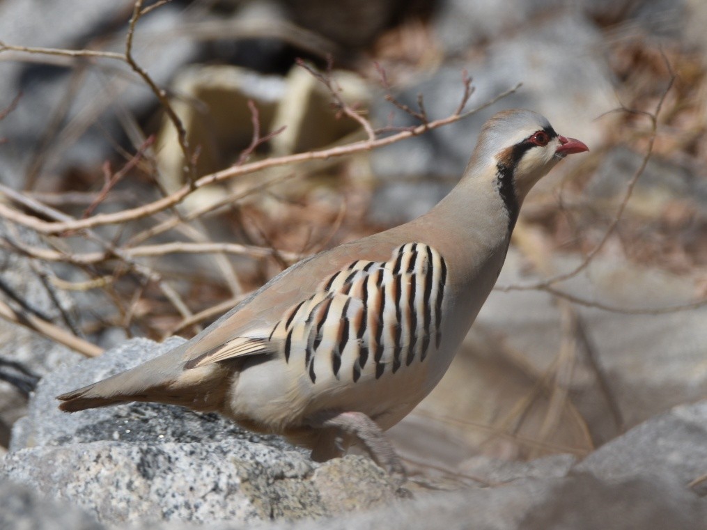 Chukar - ML306647351