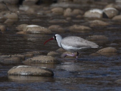 Ibisbill - ML306648261