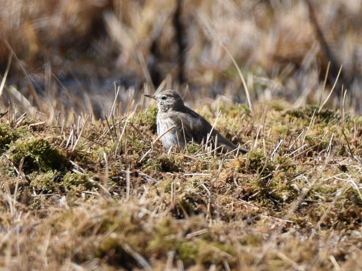 Water Pipit - ML306649281