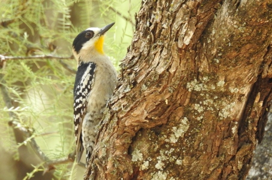 White-fronted Woodpecker - ML306649641