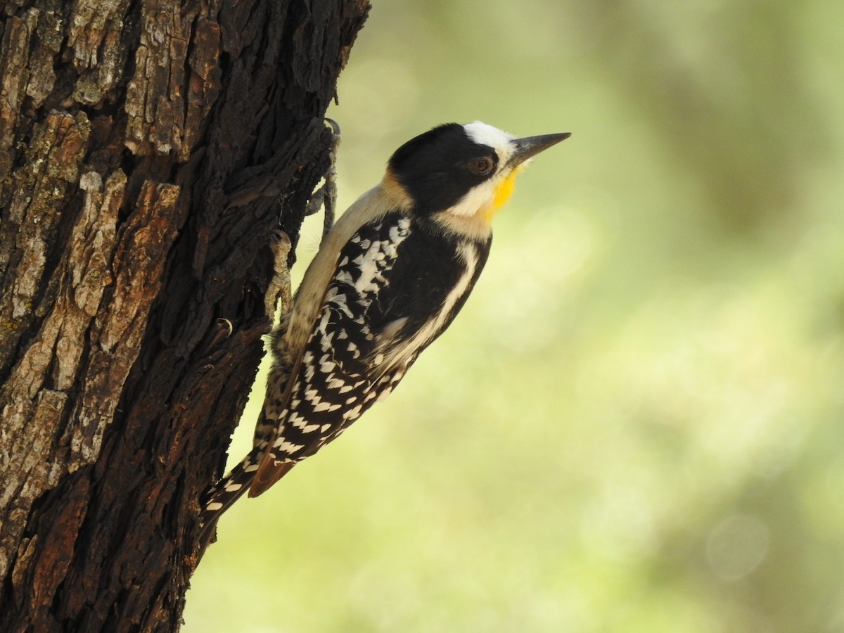 White-fronted Woodpecker - ML306649651