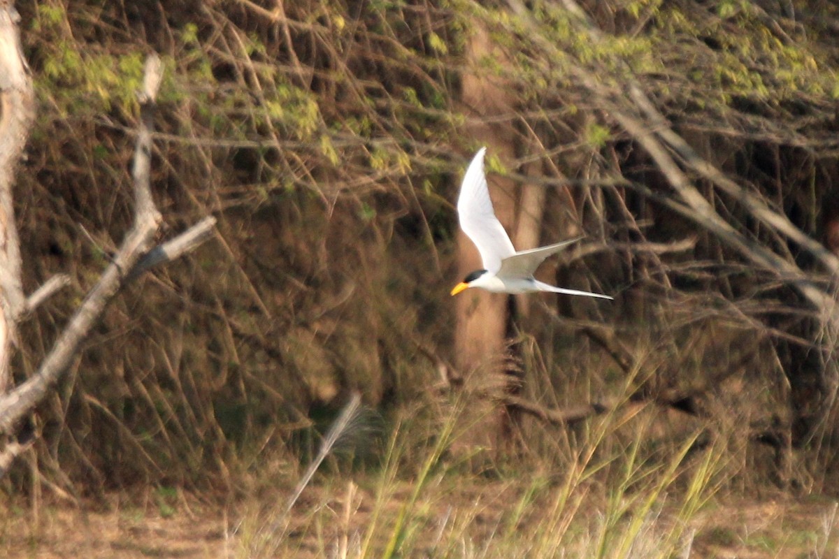 River Tern - ML306652701