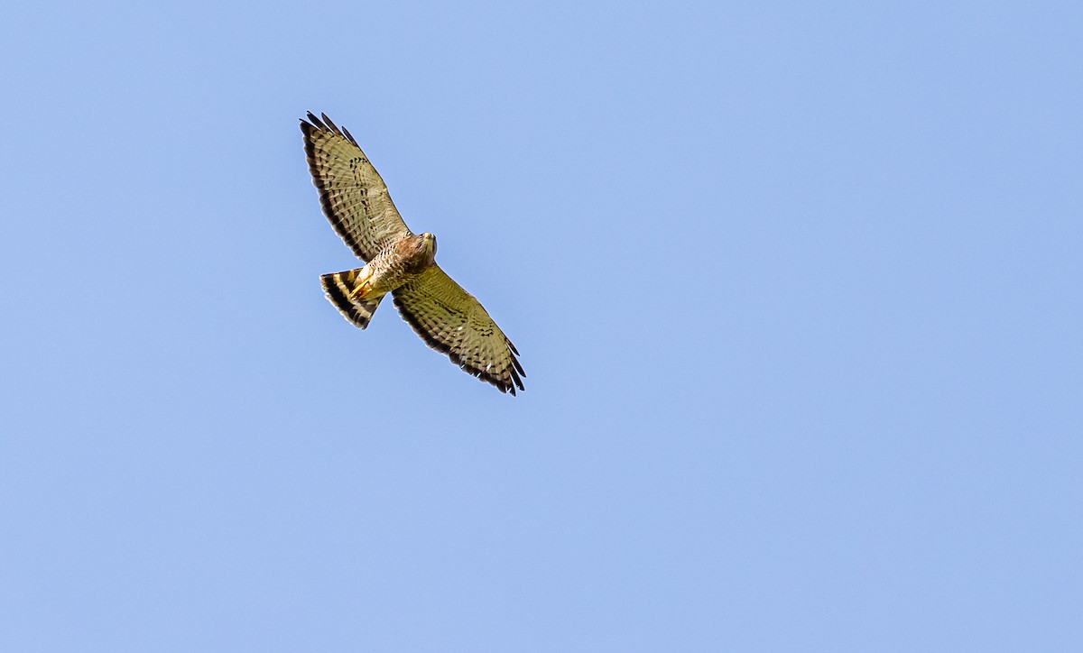 Broad-winged Hawk - ML306655421