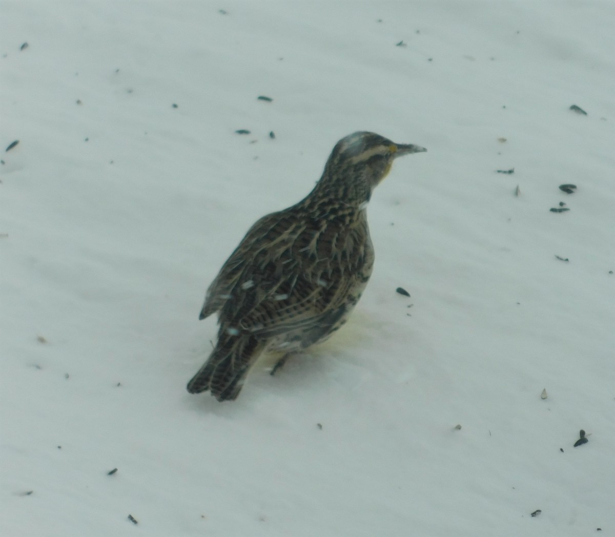 Western Meadowlark - ML306655781