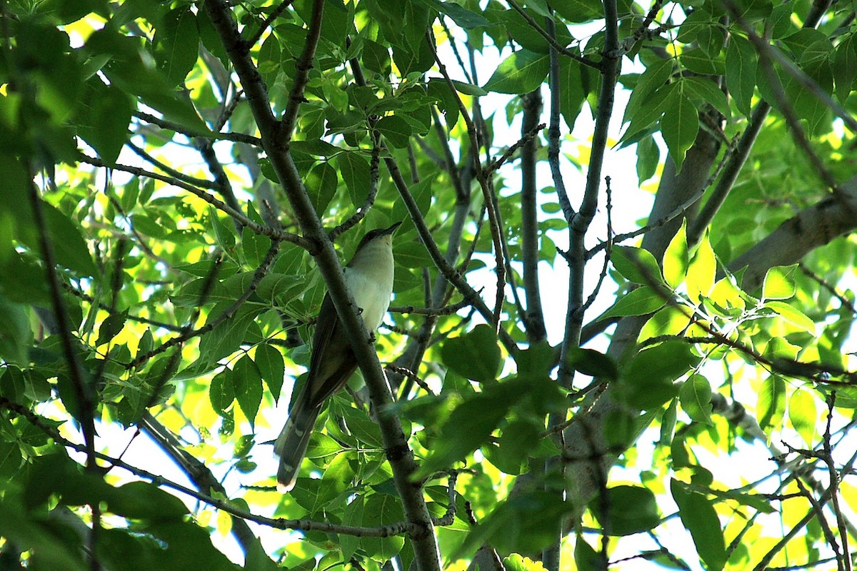 Black-billed Cuckoo - ML30665591